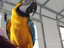 Amazing talking blue and gold macaw