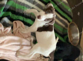 3 pups left they are 8 weeks old collie lurcher cross Springer cross lurcher