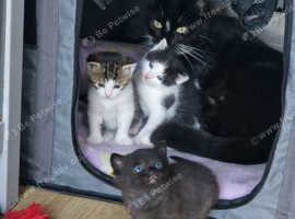 Kitten for sale!