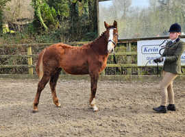 Chestnut yearling filly