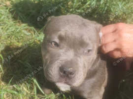 Staffordshire Bull Terriers 2 Males