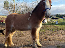 Rising 2 year old section A cross unregistered
