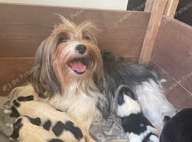 Beautiful Biewer terrier puppies