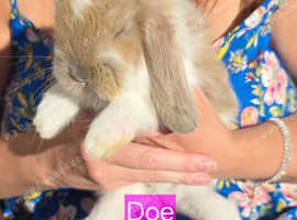 French lop