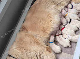Exceptional Golden Retriever Puppies