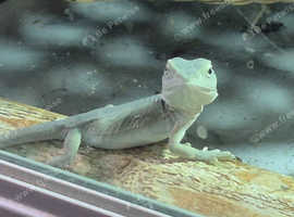 Bearded dragons