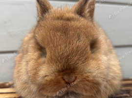 Netherland Dwarf