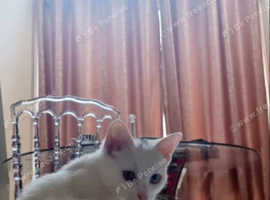 Rare female cat 1 Year old