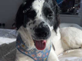 9 month old puppy female