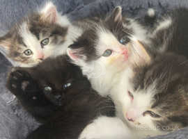 4 Beautiful Turkish Angora kittens left!