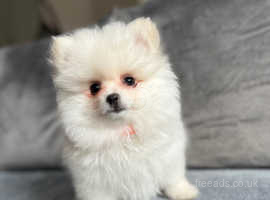 Kc.registered White Pomeranian Puppy in Hammersmith and Fulham W14 on ...