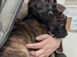 Belgian malinois x cane corso puppies