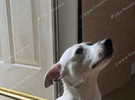 2 year old Jack/chihuahua
