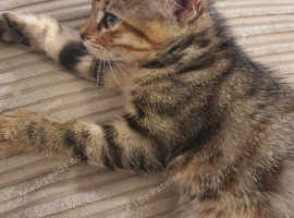 Kitten