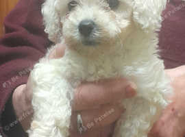 Poochon puppies boys & girls all colours for sale