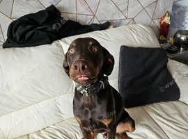 Dobermann x catahoula leopard dog