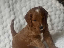 Gorgeous F2b cockapoo puppies ready now! X
