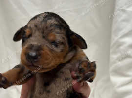 10 Rare Leopard Doberman puppies.