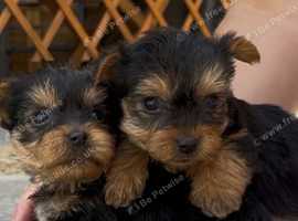 Yorkshire Terrier Pups, Vet checked, microchipped and insurance