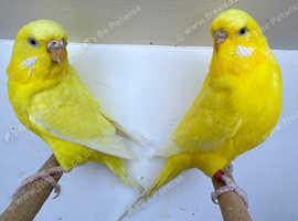 Stunning Pair of Lutino Budgies