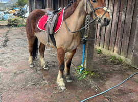 perfect all rounder pony