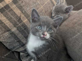 Half russian blue