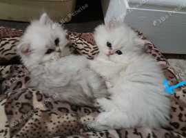 Persian Cats And Kittens For Sale And Rehome In Grantham Find