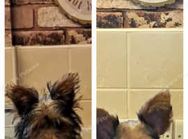 5 month old Bridget looking for new home