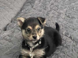 Boy  husky mix with shepherds