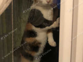 Beautiful family cat