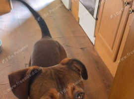 bullmastiff cross Rottweiler