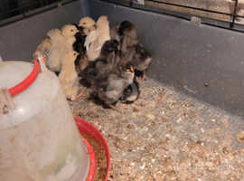For sale week old chicks