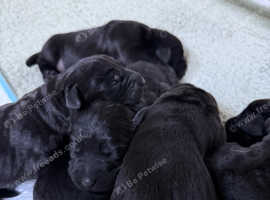 7 lab retriever GIRLS