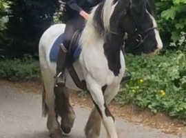 Happy hacker/family cob