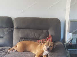 Cane corso mix presso