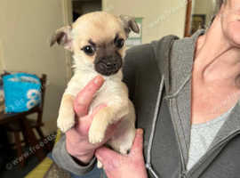 2 male puppies left out of a litter of 5