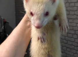 8 months old male ferret