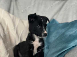 FOR SALE Collie pups