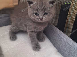 British shorthaired kittens