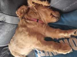 beautiful little cavapoochon