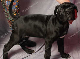 Pedigree Cane Corso Pups for Sale