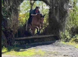 16.2h 5 year old Irish sport horse gelding