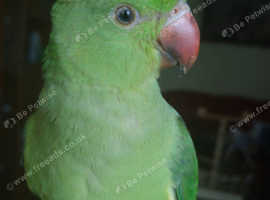 Green ring neck for sale friendly parrot