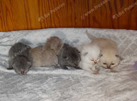 Beautiful  GCCF Registered Pedigree bsh kittens from toplines. Payment plan options,