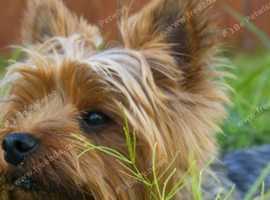 Stunning girl Yorkie