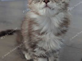 2 beautiful Maine coon girls ready for their home