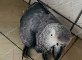 Young African grey parrot