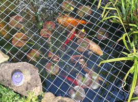 Two Koi Fish