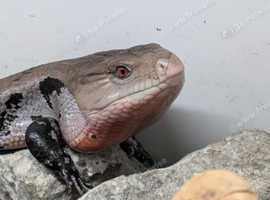 Indonesian Blue Tongue Skink for Sale