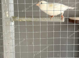 white male canary